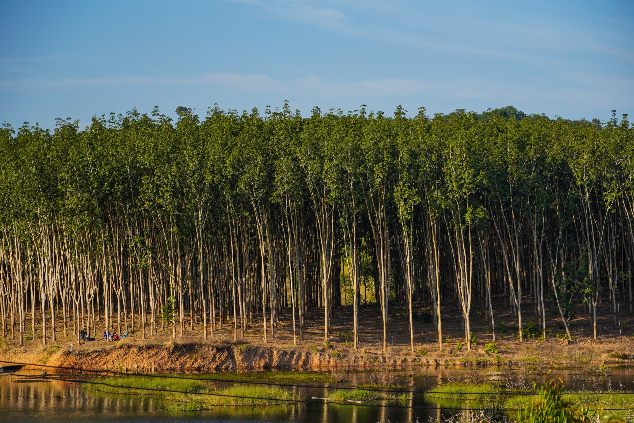 green-rubber-tree-rubber-tree-garden-2023-11-27-04-51-29-utc